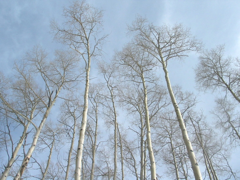 2007 01-Beaver Creek-Vail Trees.jpg